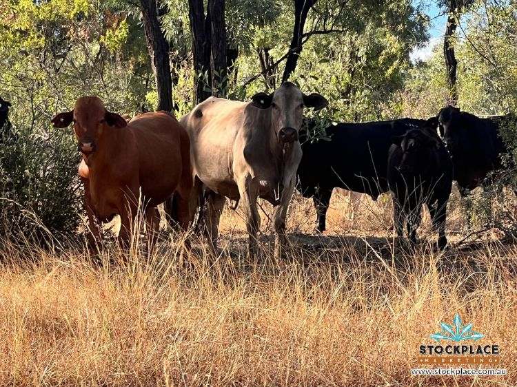"Glendower", Prairie Auction by Farmbuy.com - image 63