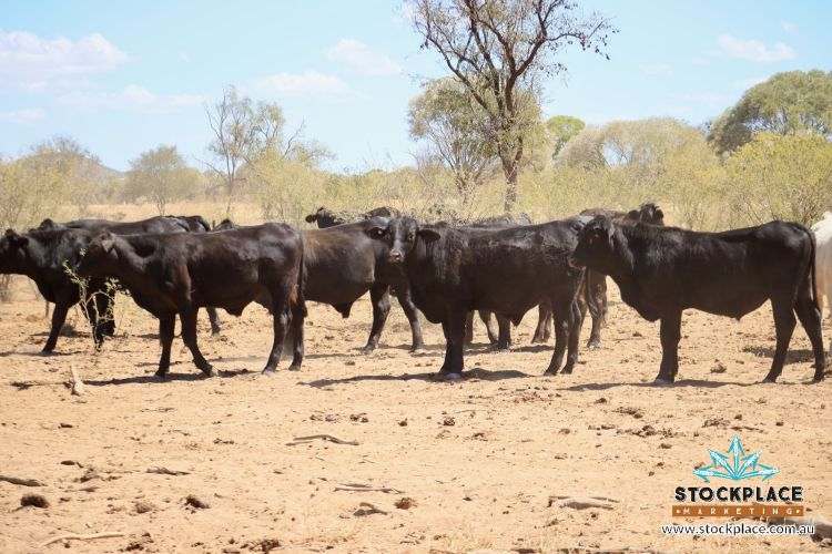 "Glendower", Prairie Auction by Farmbuy.com - image 26