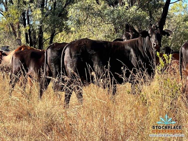 "Glendower", Prairie Auction by Farmbuy.com - image 64