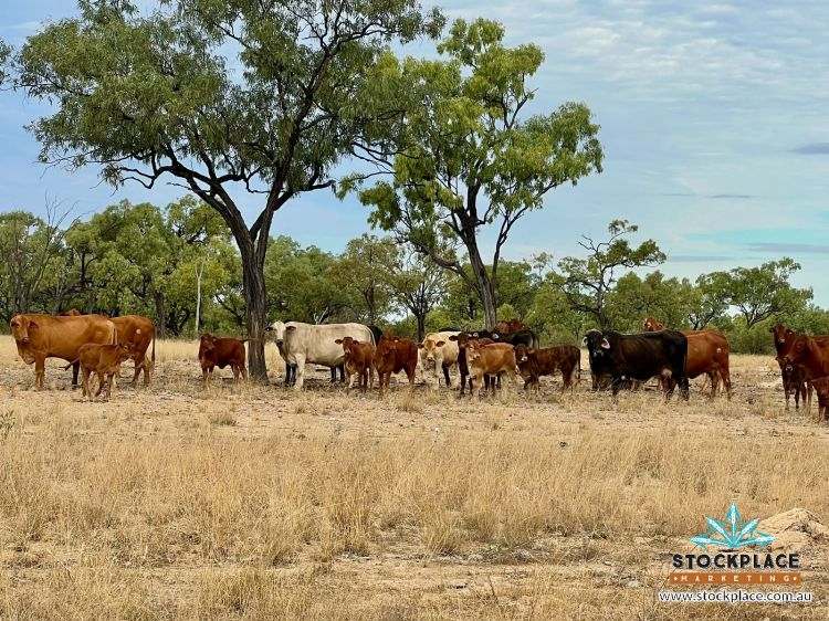 "Glendower", Prairie Auction by Farmbuy.com - image 49