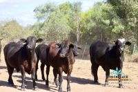 "Glendower", Prairie Auction by Farmbuy.com - image 37