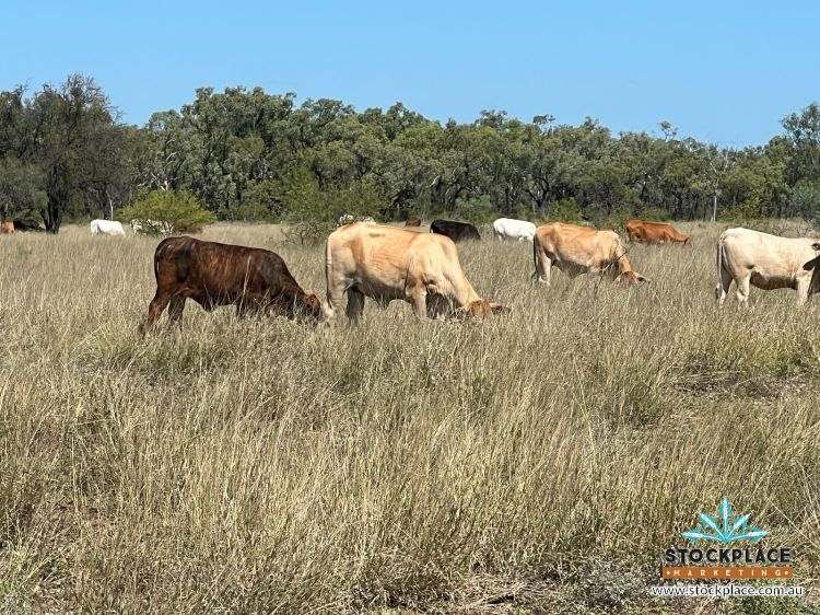 "Glendower", Prairie Auction by Farmbuy.com - image 50
