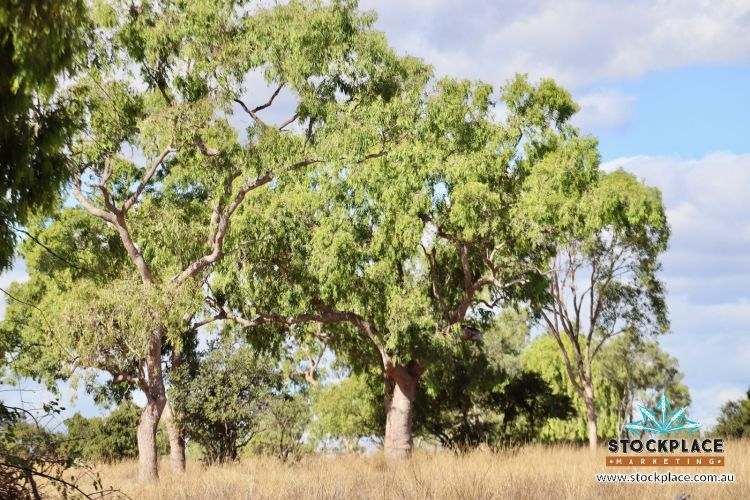 "Glendower", Prairie Auction by Farmbuy.com - image 32