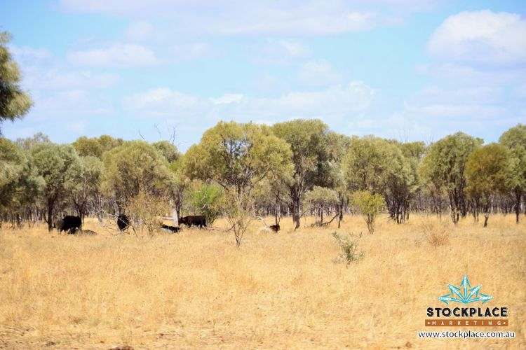 "Glendower", Prairie Auction by Farmbuy.com - image 21