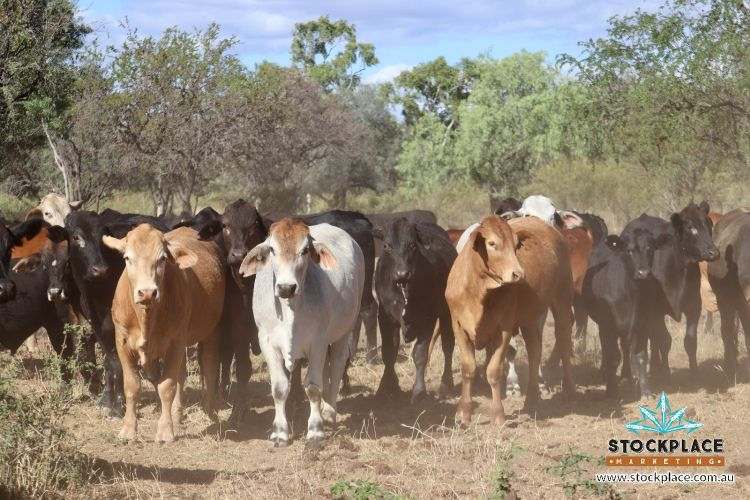 "Glendower", Prairie Auction by Farmbuy.com - image 36