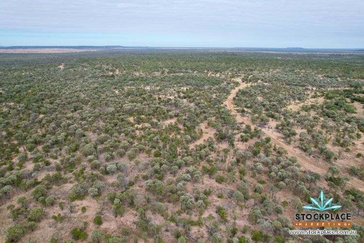 "Glendower", Prairie Auction by Farmbuy.com - image 3