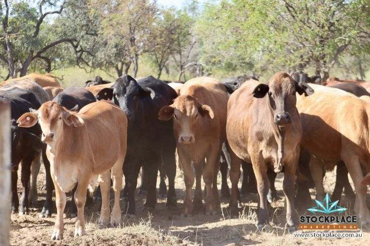 "Glendower", Prairie Auction by Farmbuy.com - image 39
