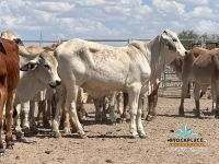 "Glendower", Prairie Auction by Farmbuy.com - image 69