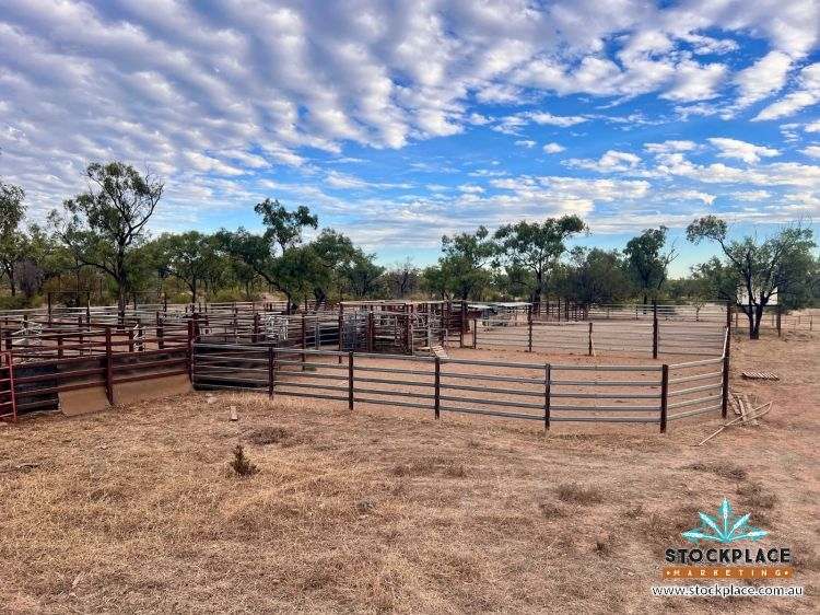 "Glendower", Prairie Auction by Farmbuy.com - image 52