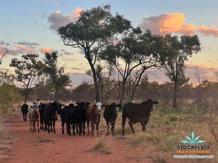 "Glendower", Prairie Auction by Farmbuy.com - image 65