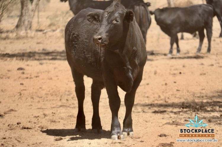 "Glendower", Prairie Auction by Farmbuy.com - image 25