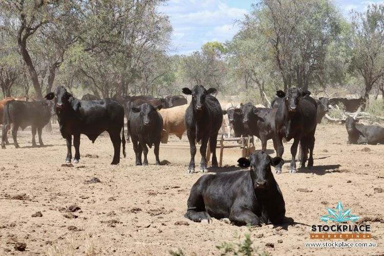 "Glendower", Prairie Auction by Farmbuy.com - image 24