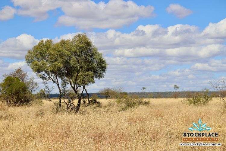 "Glendower", Prairie Auction by Farmbuy.com - image 30