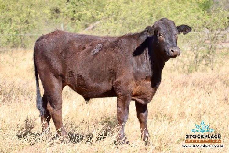 "Glendower", Prairie Auction by Farmbuy.com - image 34