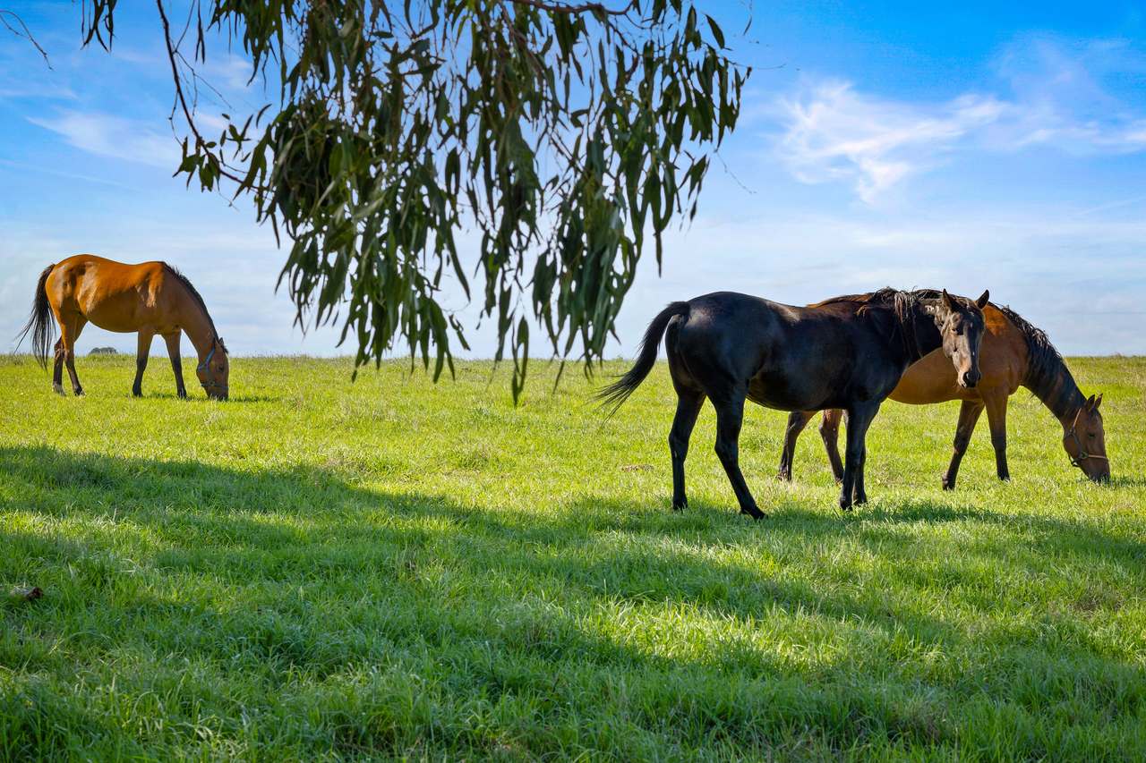 51 Stevenson Road, Suttontown  For Sale by Farmbuy.com - image 5