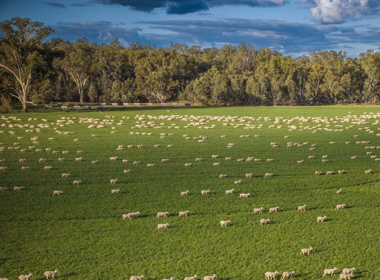 3688 Sturt Highway, Collingullie For Sale by Farmbuy.com - image 5