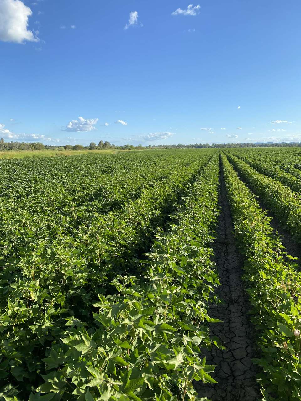 12605 Eidsvold Theodore Road, Camboon Auction by Farmbuy.com - image 11