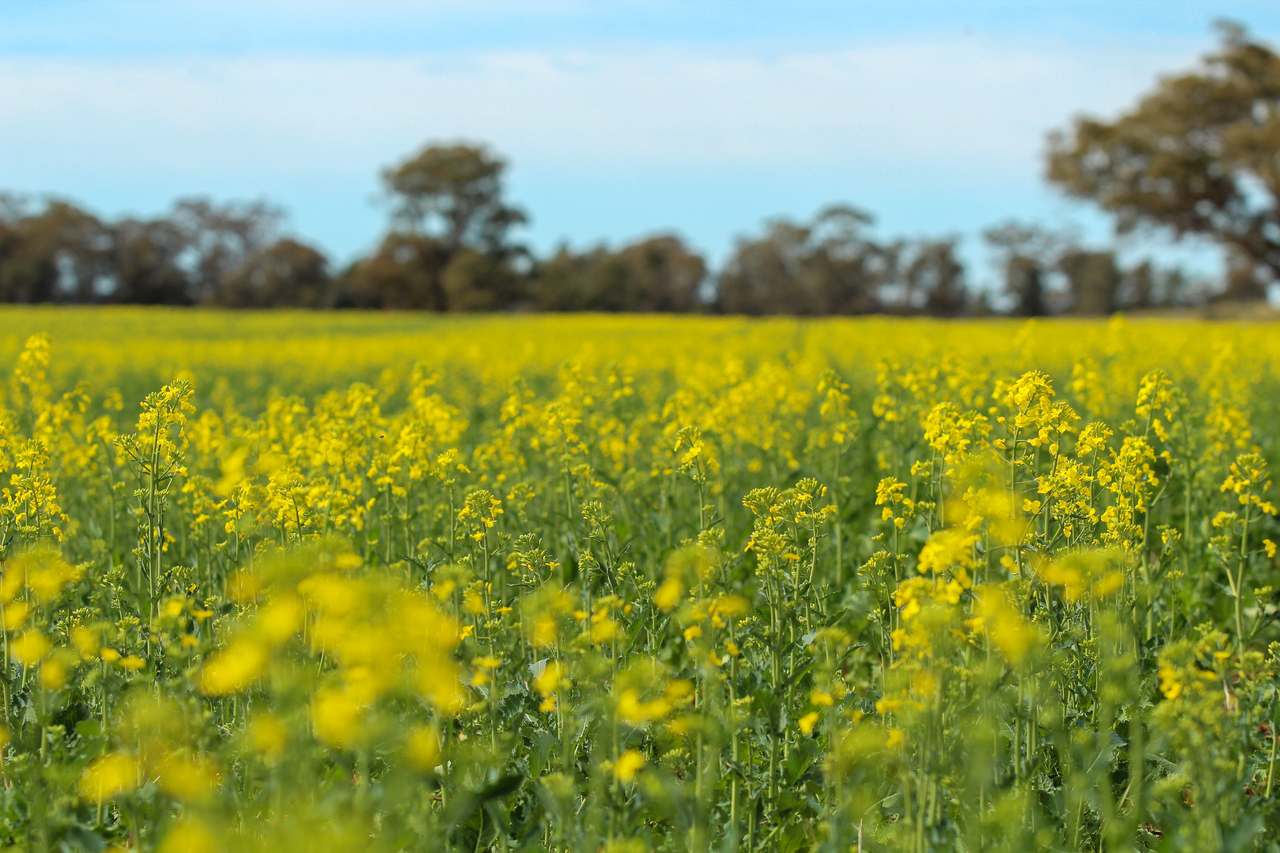 Ariah Park, Beckom, Ardlethan Expressions of Interest by Farmbuy.com - image 10