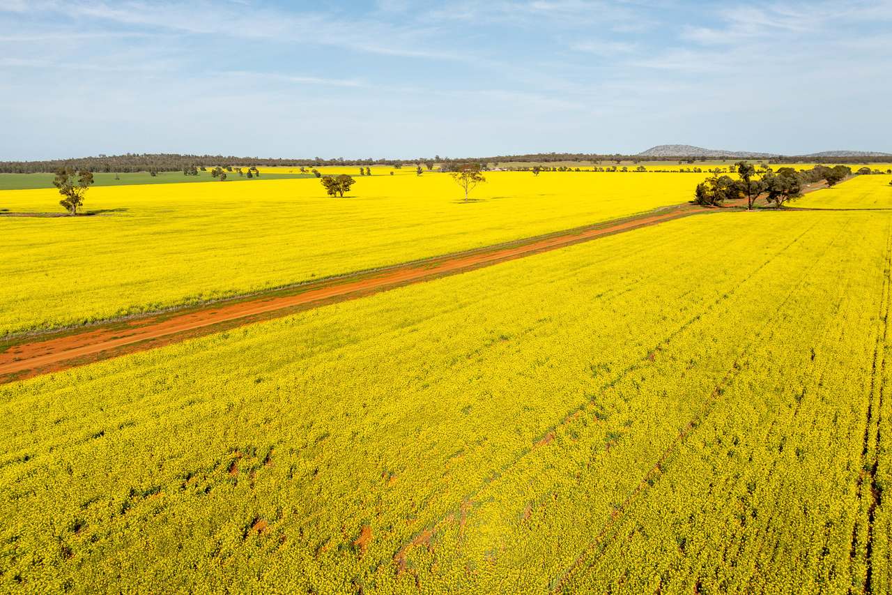 Ariah Park, Beckom, Ardlethan Expressions of Interest by Farmbuy.com - image 6