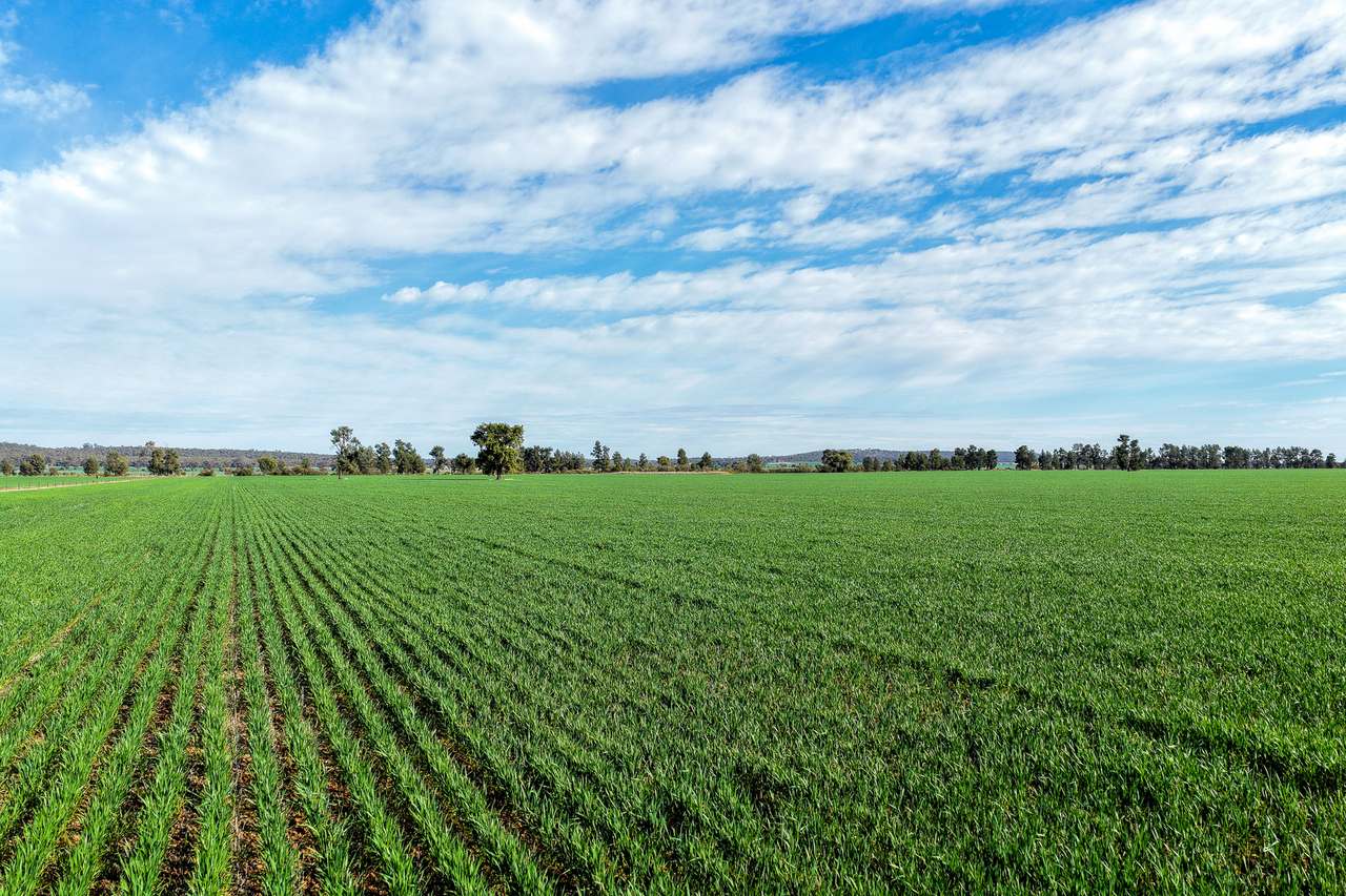 Ariah Park, Beckom, Ardlethan Expressions of Interest by Farmbuy.com - image 2