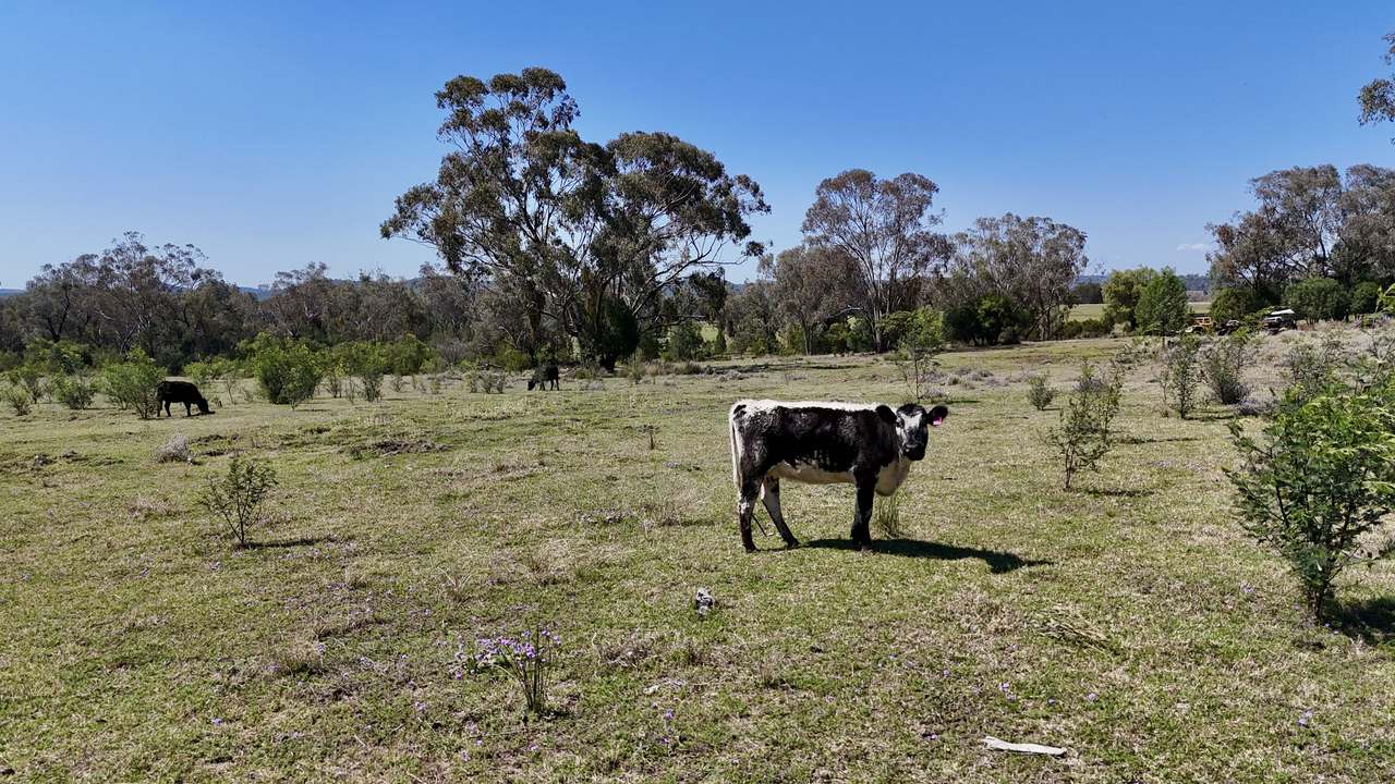 1385 Mosquito Creek Road, Warialda For Sale by Farmbuy.com - image 7