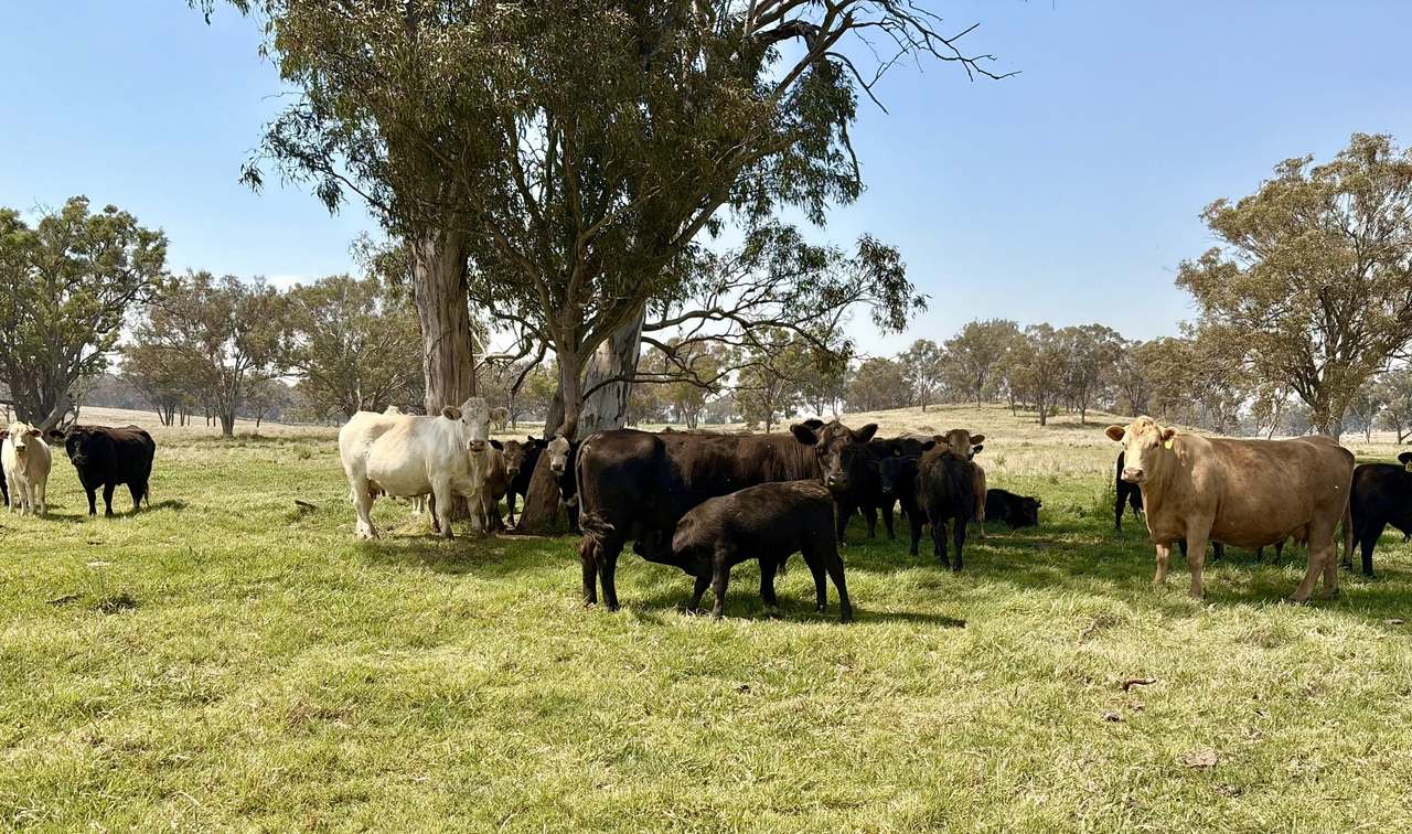2200 Ashford Road, Bukkulla For Sale by Farmbuy.com - image 2