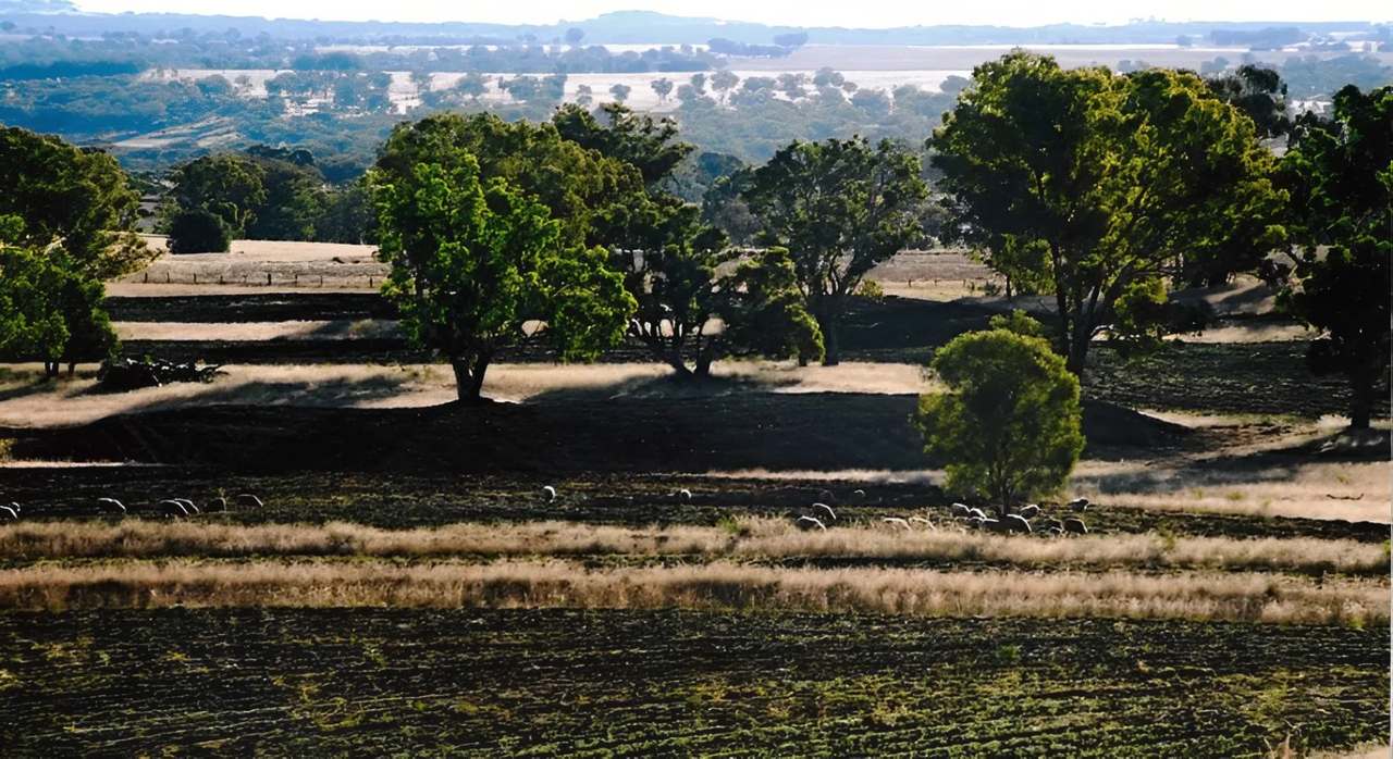 2200 Ashford Road, Bukkulla For Sale by Farmbuy.com - image 5