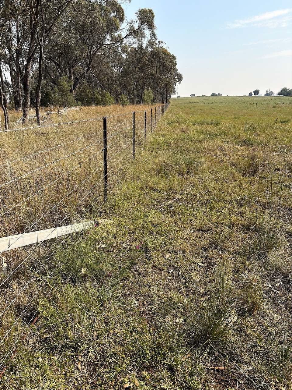 2200 Ashford Road, Bukkulla For Sale by Farmbuy.com - image 16