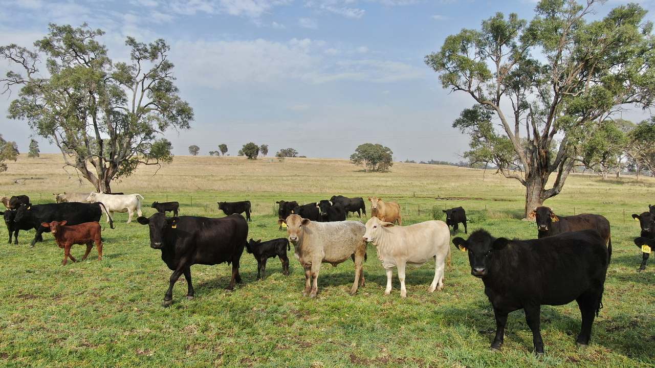 2200 Ashford Road, Bukkulla For Sale by Farmbuy.com - image 11
