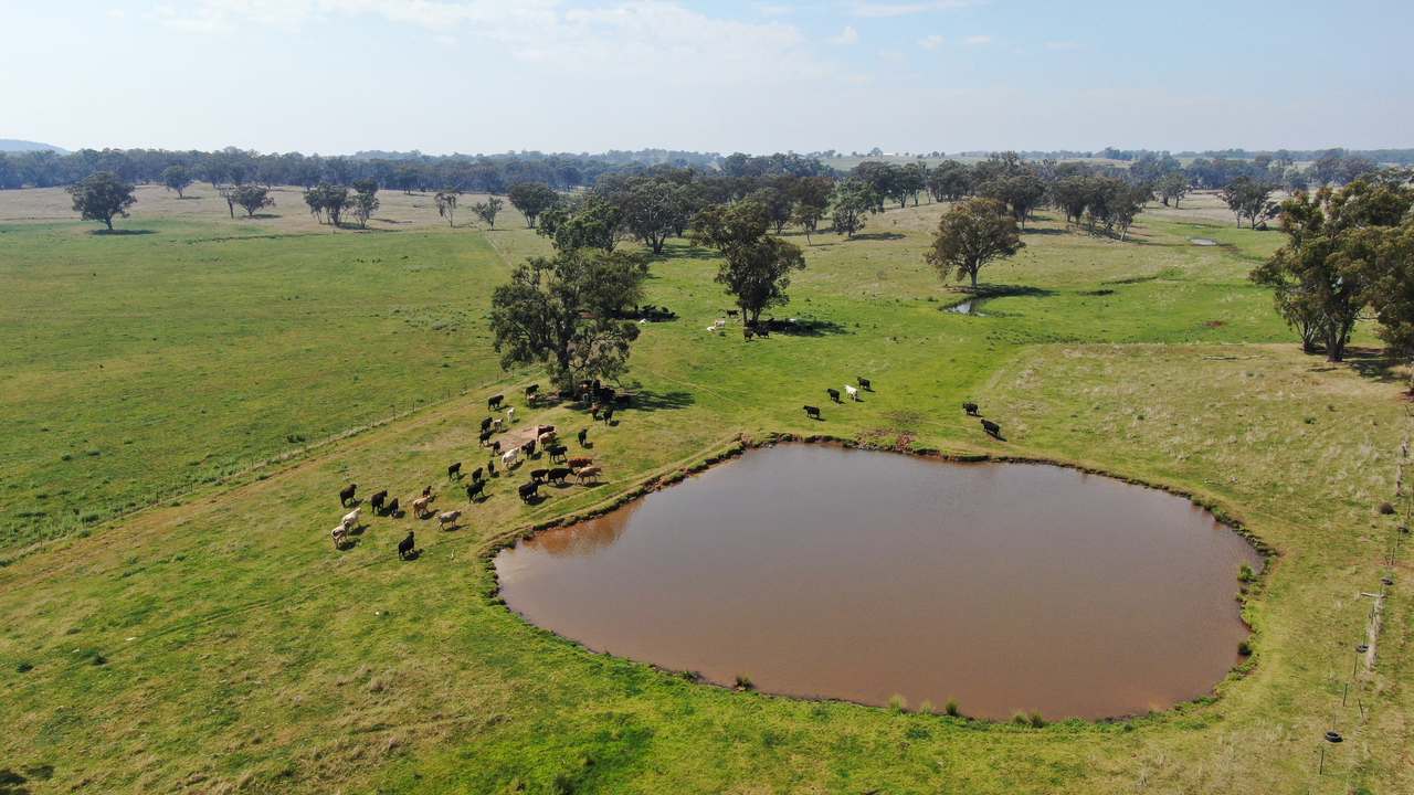 2200 Ashford Road, Bukkulla For Sale by Farmbuy.com - image 4