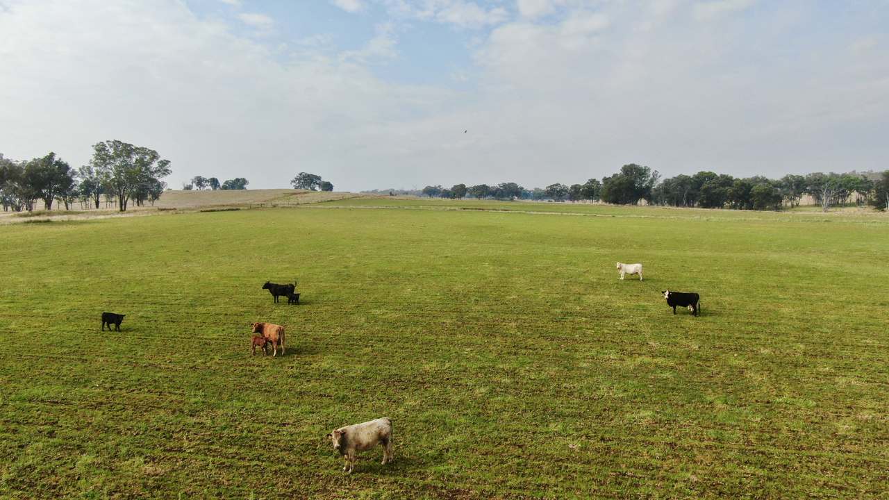 2200 Ashford Road, Bukkulla For Sale by Farmbuy.com - image 10