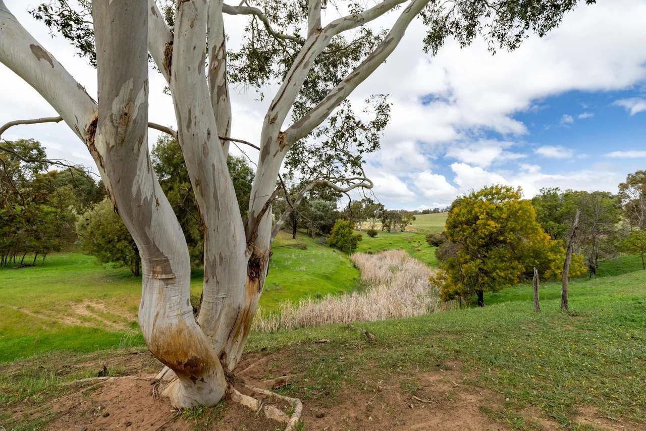 1126 Pattersons Road, Harefield Auction by Farmbuy.com - image 11