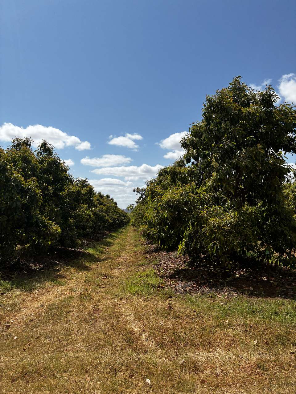 Glenrae Dip Road, Boynewood For Sale by Farmbuy.com - image 13