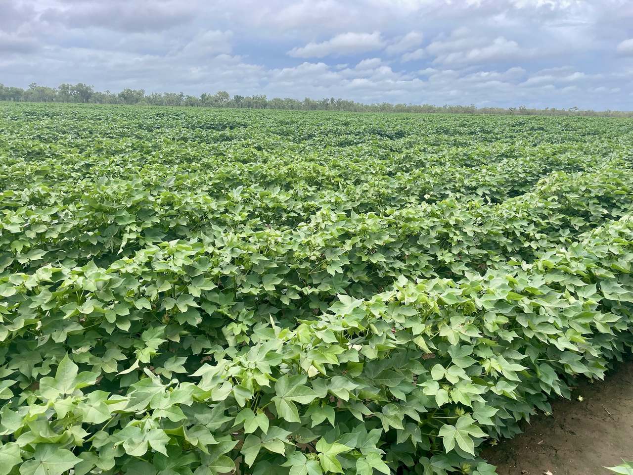 Claravale , Claravale  For Sale by Farmbuy.com - image 3