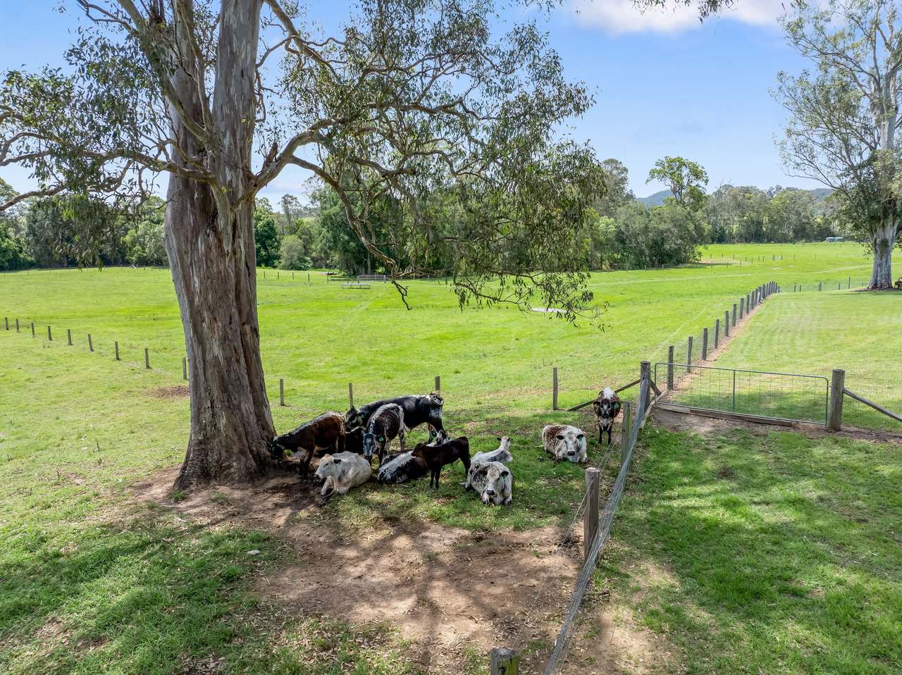 189 Shadbolt Road, Mothar Mountain For Sale by Farmbuy.com - image 27