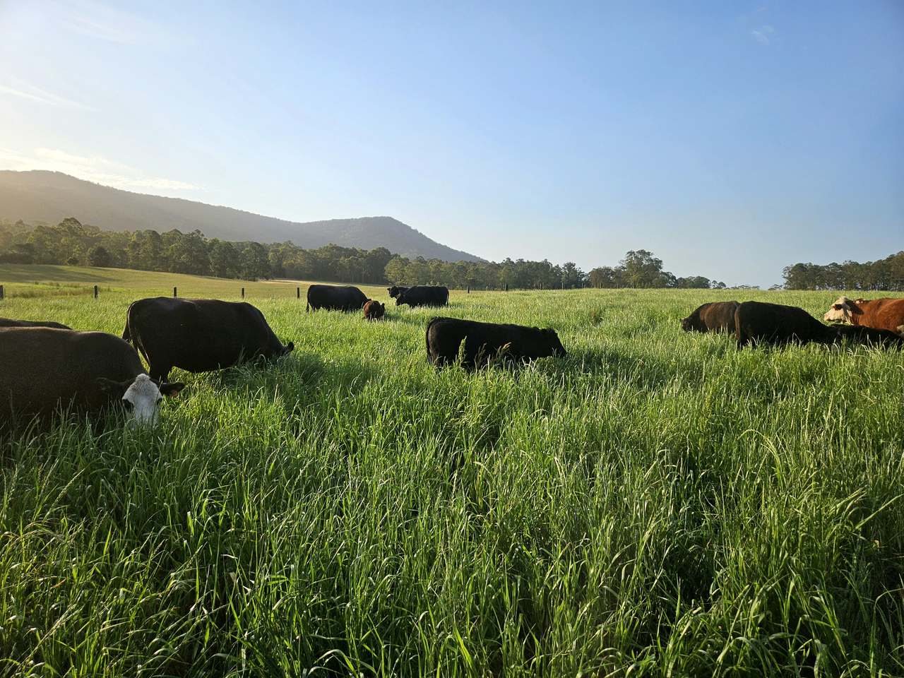 179 Gresford Road, Paterson For Sale by Farmbuy.com - image 3