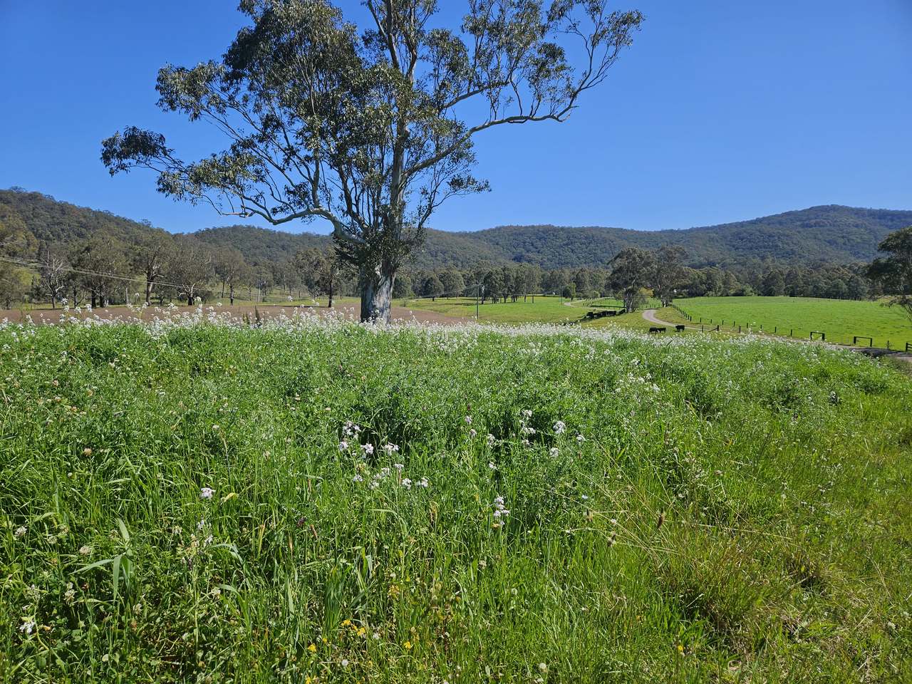 179 Gresford Road, Paterson For Sale by Farmbuy.com - image 3