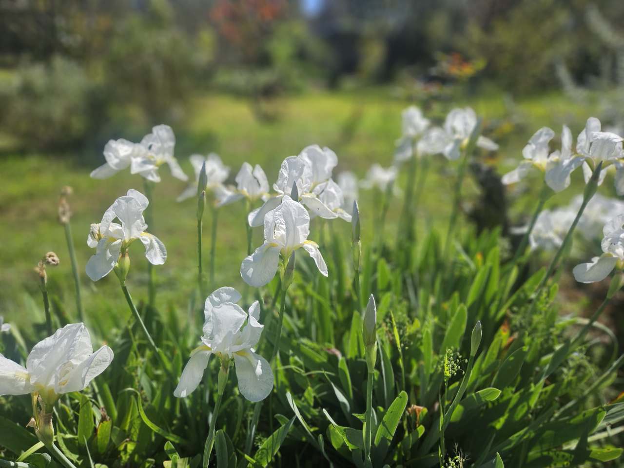 179 Gresford Road, Paterson For Sale by Farmbuy.com - image 13