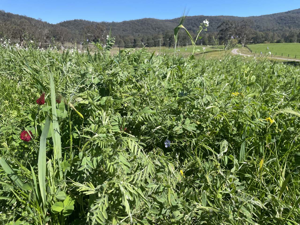 179 Gresford Road, Paterson For Sale by Farmbuy.com - image 12