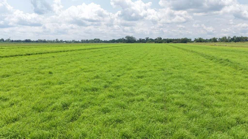 625 Shirbourne Road, Giru For Sale by Farmbuy.com - image 33