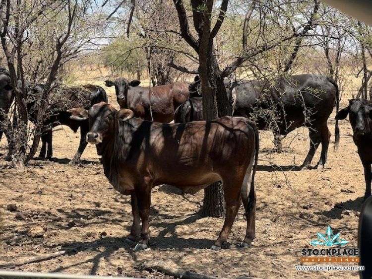 Richmond–Winton Highway, Richmond Expressions of Interest by Farmbuy.com - image 27