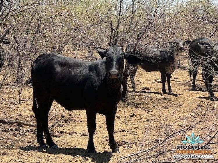 Richmond–Winton Highway, Richmond Expressions of Interest by Farmbuy.com - image 9