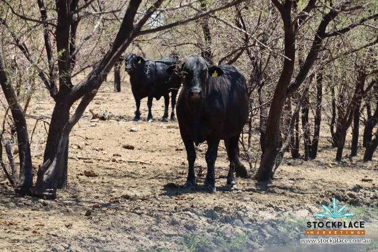 Richmond–Winton Highway, Richmond Expressions of Interest by Farmbuy.com - image 35