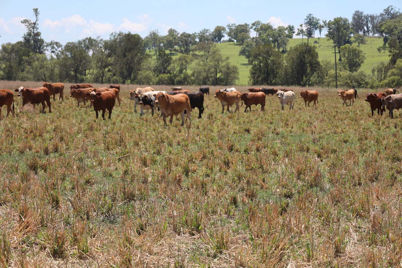 250 Heights Road, Nanango For Sale by Farmbuy.com - image 9