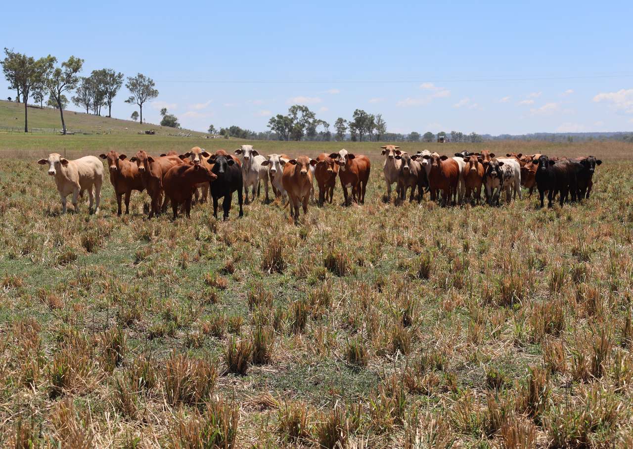 250 Heights Road, Nanango For Sale by Farmbuy.com - image 10
