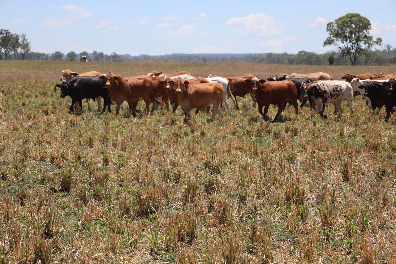 250 Heights Road, Nanango For Sale by Farmbuy.com - image 8
