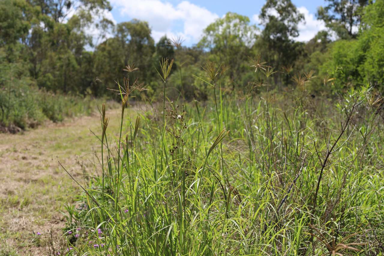 349 Paul Holznagel Road, Murgon For Sale by Farmbuy.com - image 3