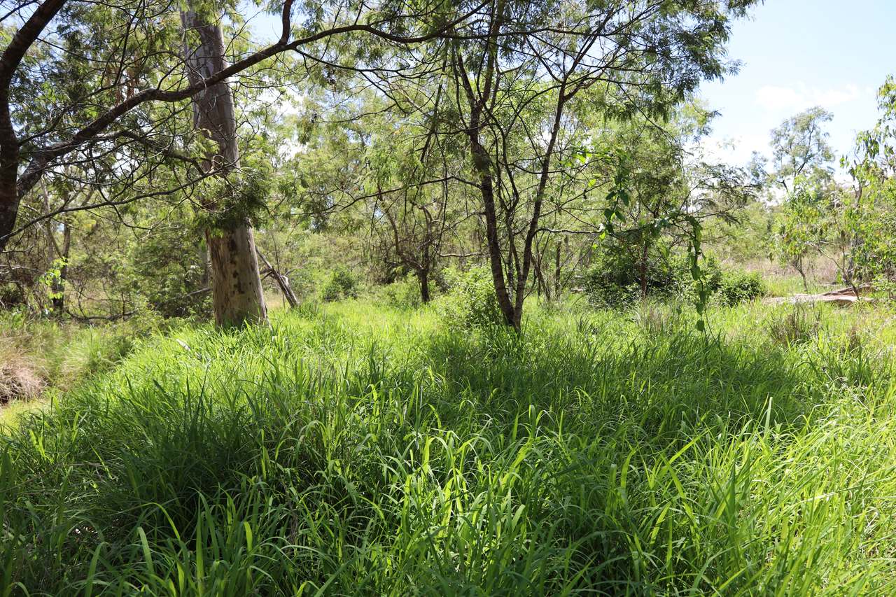 349 Paul Holznagel Road, Murgon For Sale by Farmbuy.com - image 4