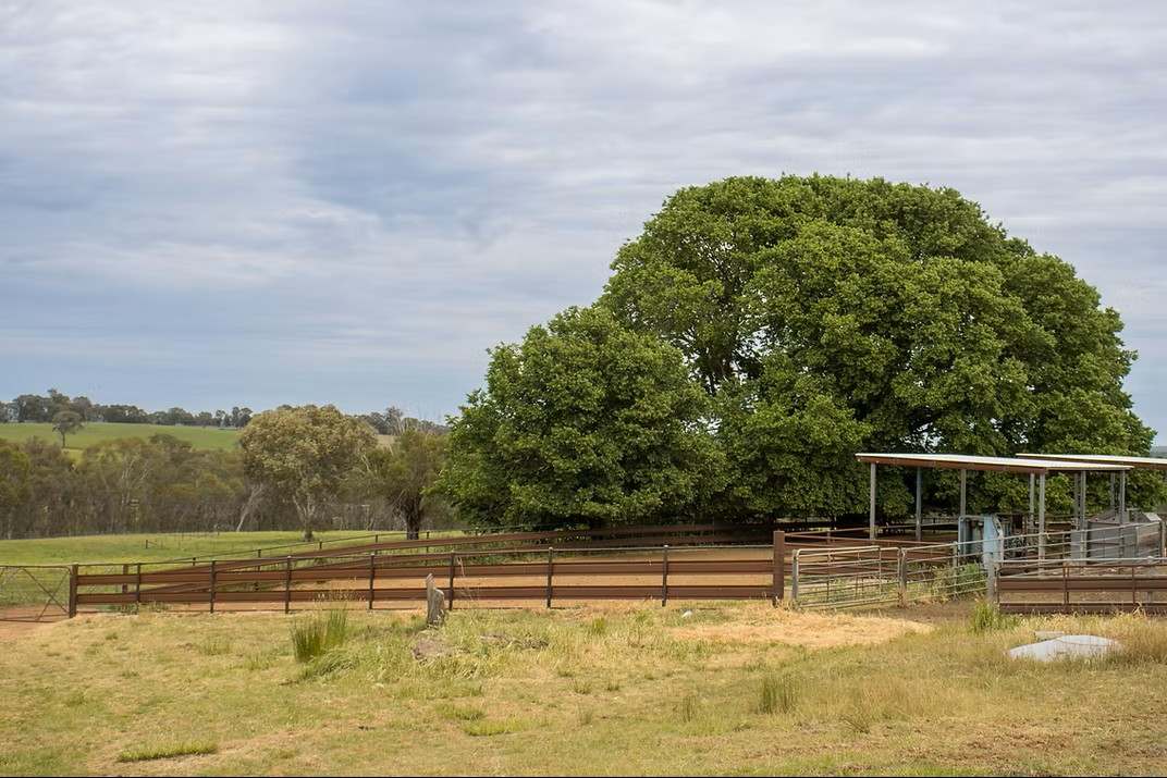 GLENROY, Wallendbeen  Expressions of Interest by Farmbuy.com - image 41