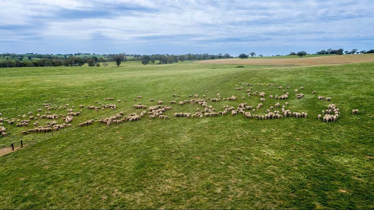GLENROY, Wallendbeen  Expressions of Interest by Farmbuy.com - image 16